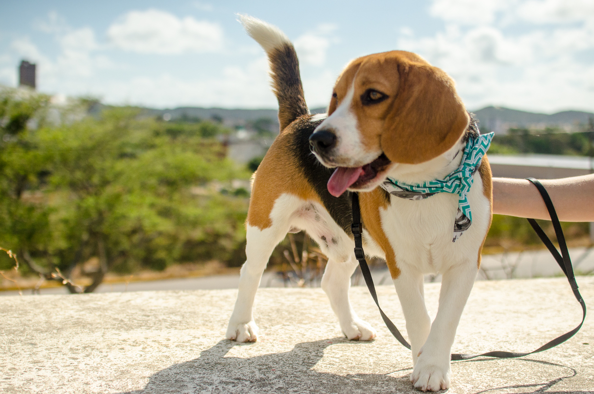 Ensaio Pet em Natal/RN, Fotografia Pet em Natal/RN, Fotografia para marcas pet em Natal/RN