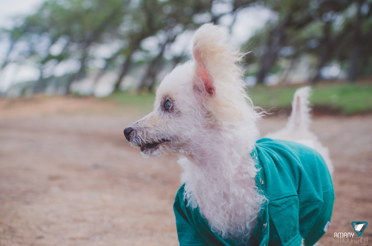 Ensaio Pet em Natal/RN, Fotografia Pet em Natal/RN
