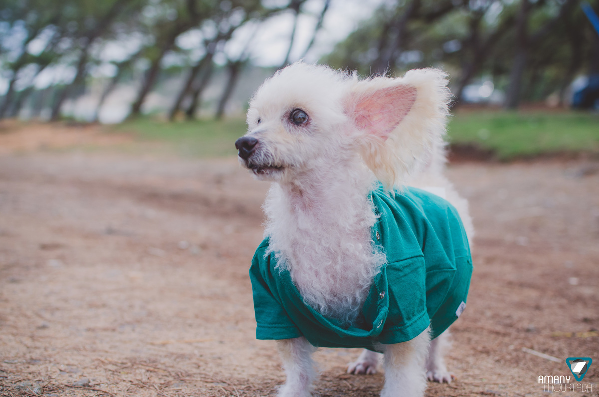 Ensaio Pet em Natal/RN, Fotografia Pet em Natal/RN