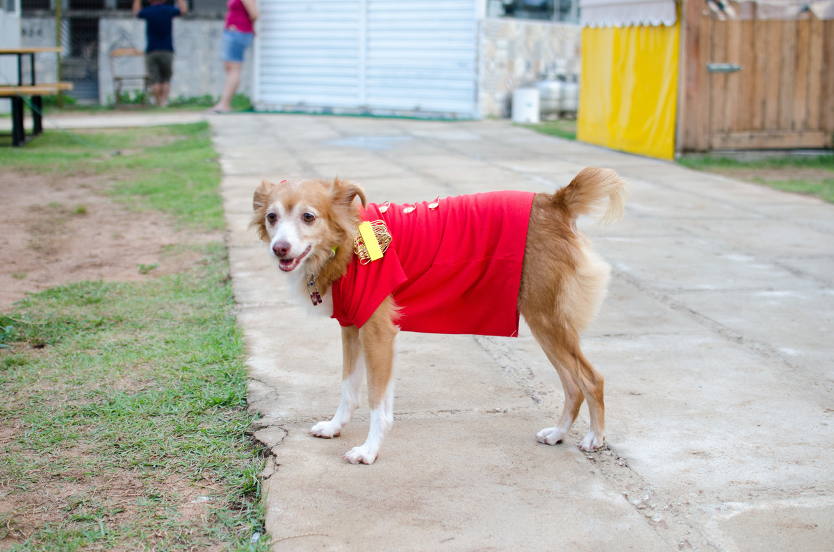 Ensaio Pet em Natal/RN, Fotografia Pet em Natal/RN, Aniversário Pet em Natal/RN