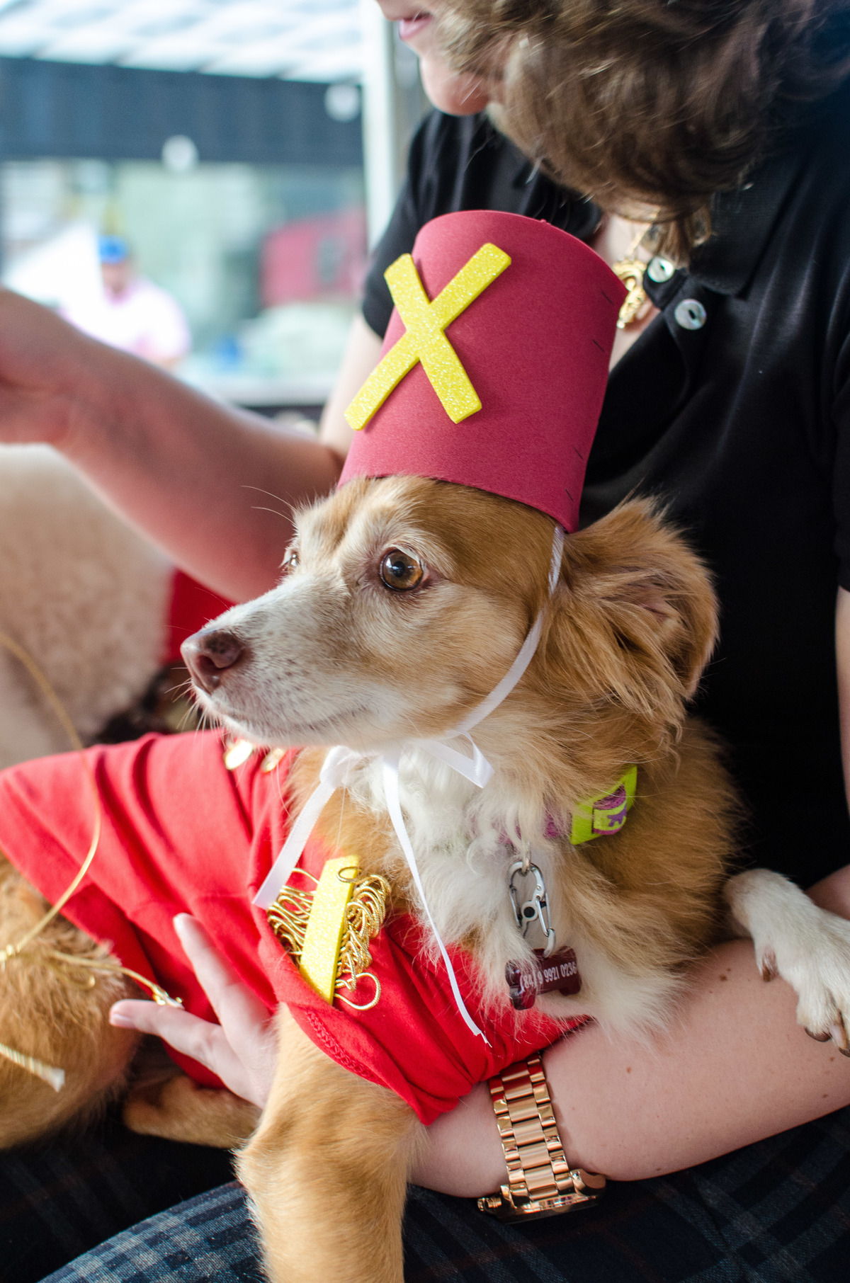 Ensaio Pet em Natal/RN, Fotografia Pet em Natal/RN, Aniversário Pet em Natal/RN