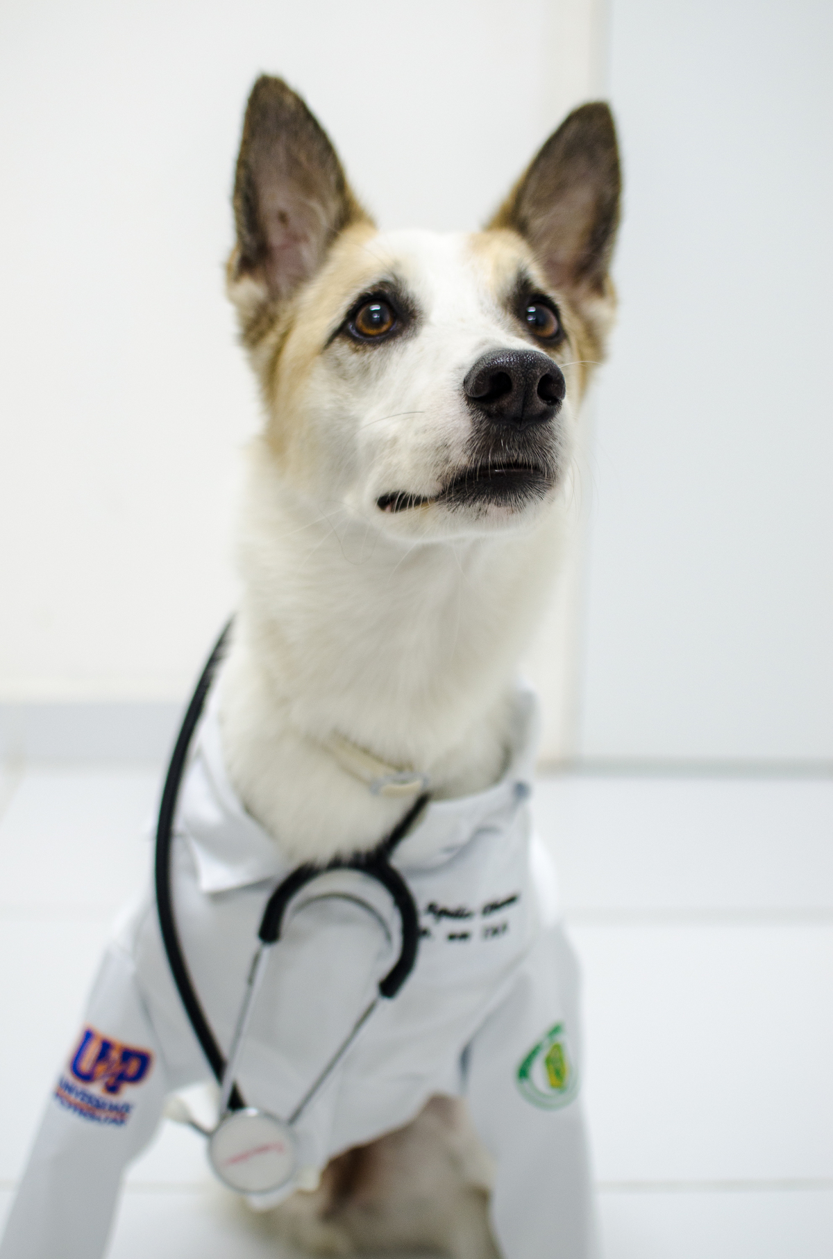 Ensaio Pet em Natal/RN, Fotografia Pet em Natal/RN