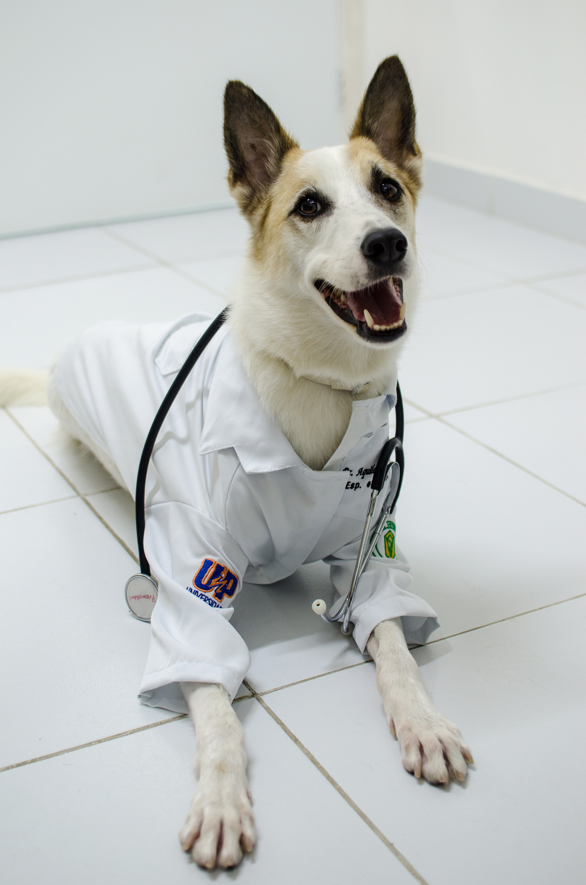 Ensaio Pet em Natal/RN, Fotografia Pet em Natal/RN