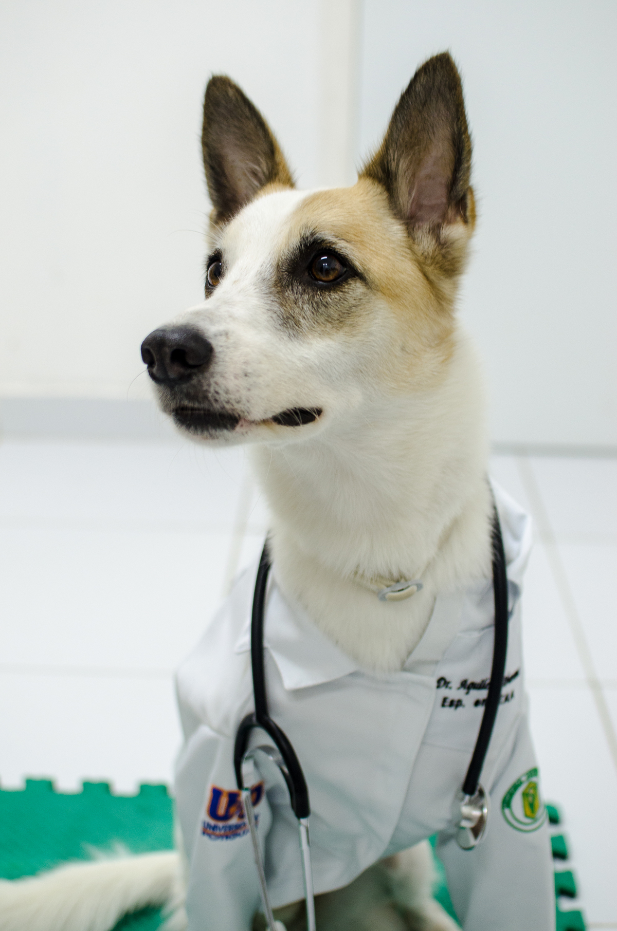 Ensaio Pet em Natal/RN, Fotografia Pet em Natal/RN