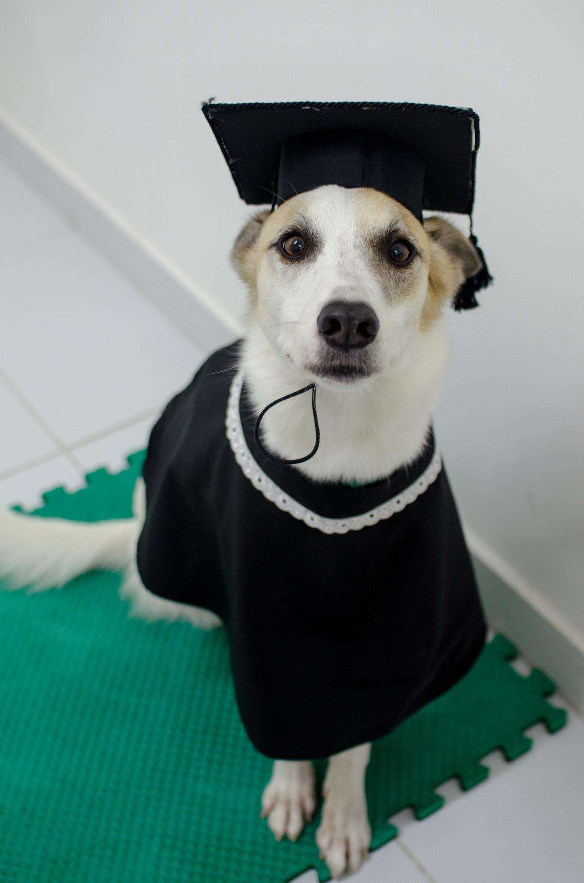 Ensaio Pet em Natal/RN, Fotografia Pet em Natal/RN