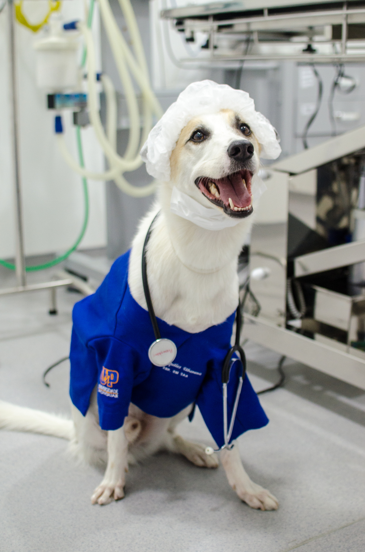 Ensaio Pet em Natal/RN, Fotografia Pet em Natal/RN