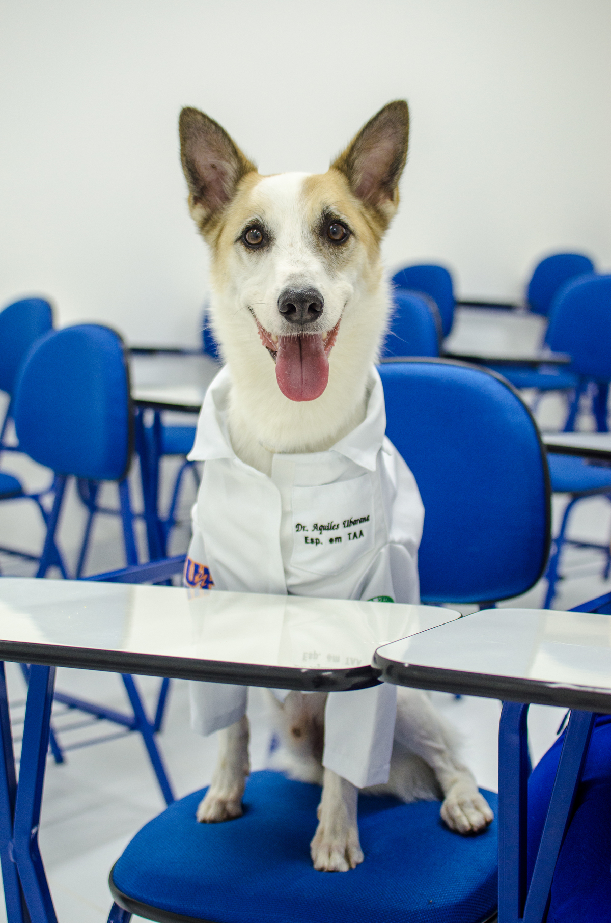 Ensaio Pet em Natal/RN, Fotografia Pet em Natal/RN