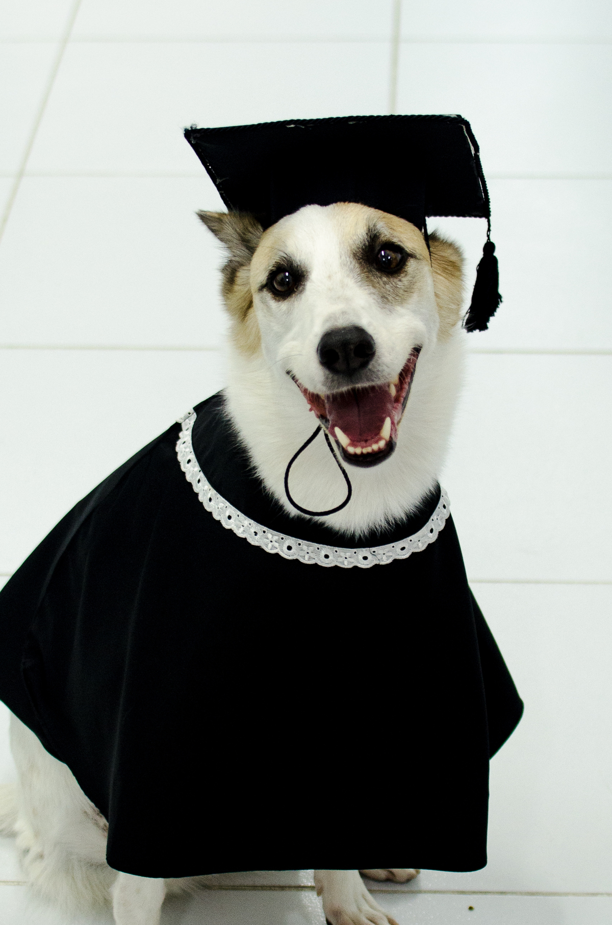 Ensaio Pet em Natal/RN, Fotografia Pet em Natal/RN