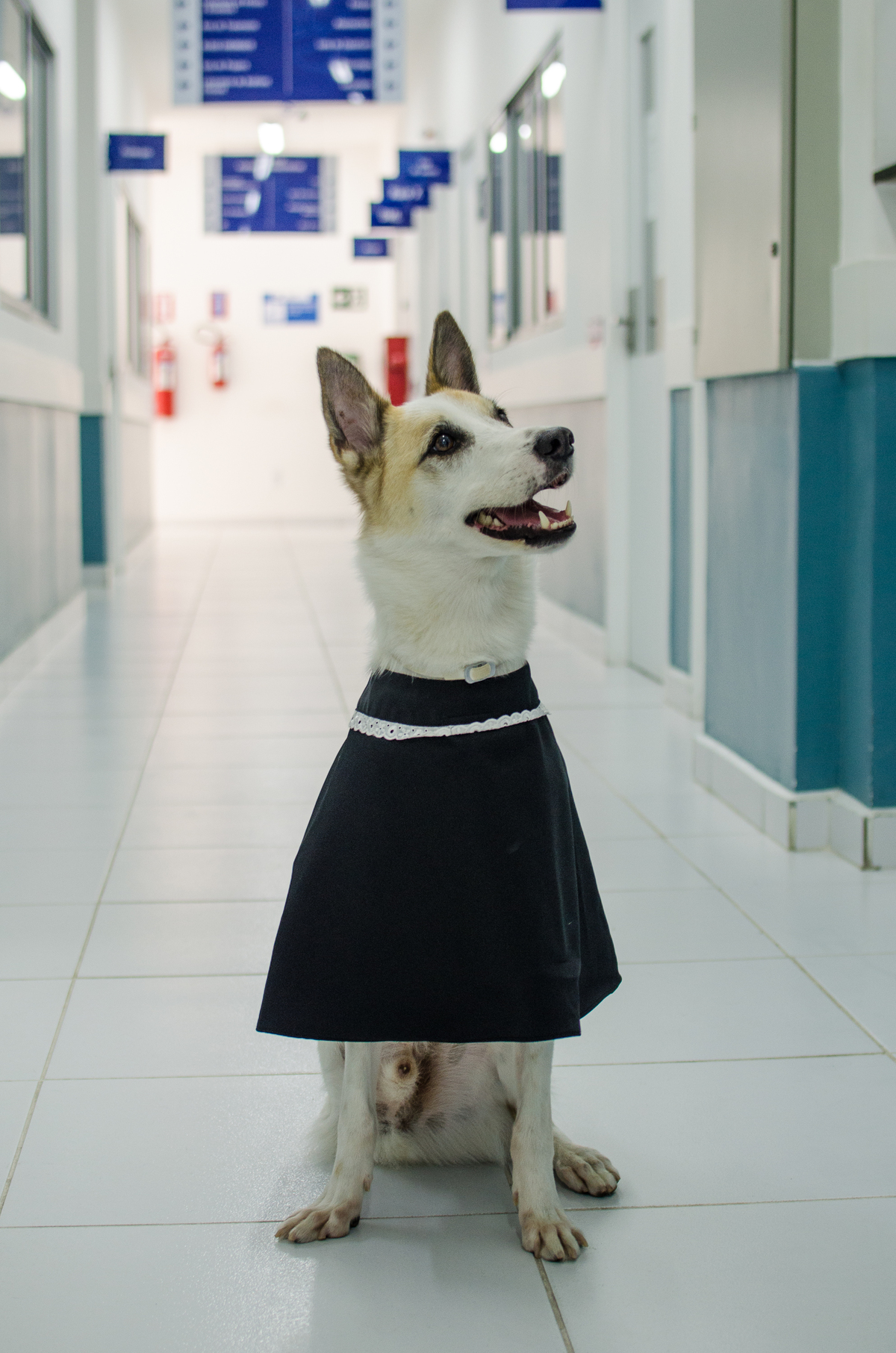 Ensaio Pet em Natal/RN, Fotografia Pet em Natal/RN