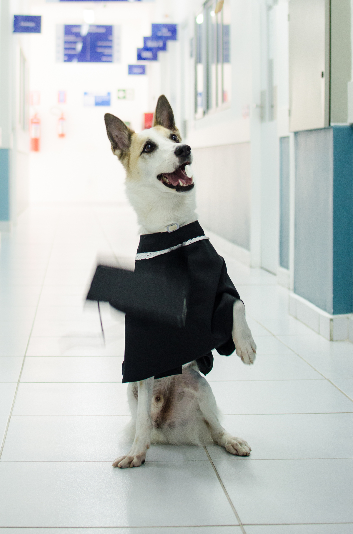 Ensaio Pet em Natal/RN, Fotografia Pet em Natal/RN