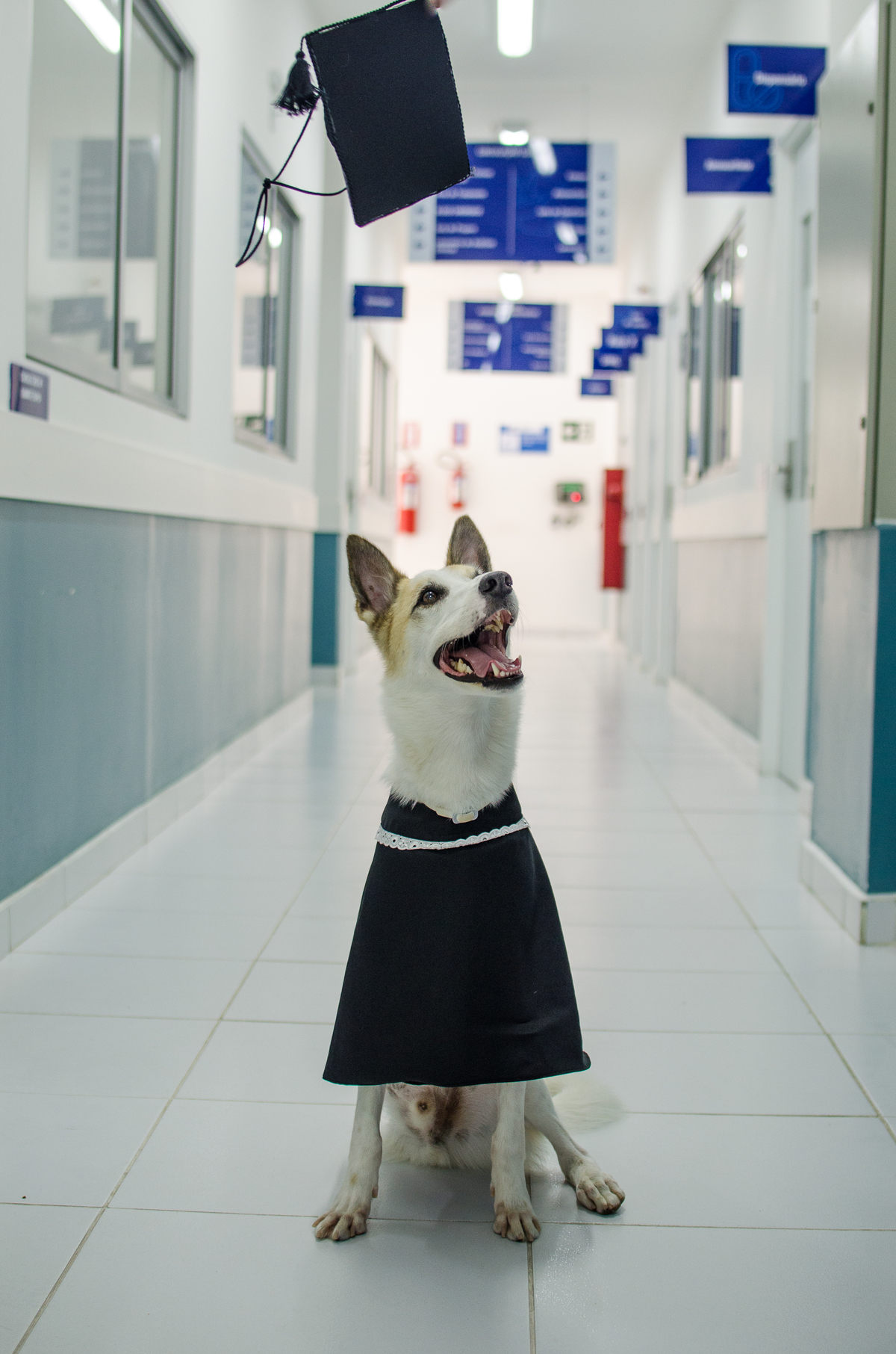 Ensaio Pet em Natal/RN, Fotografia Pet em Natal/RN