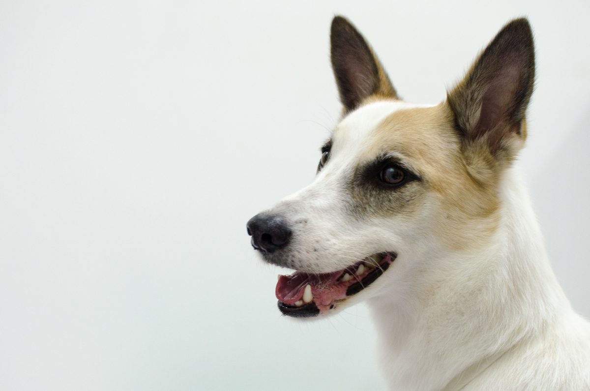 Ensaio Pet em Natal/RN, Fotografia Pet em Natal/RN