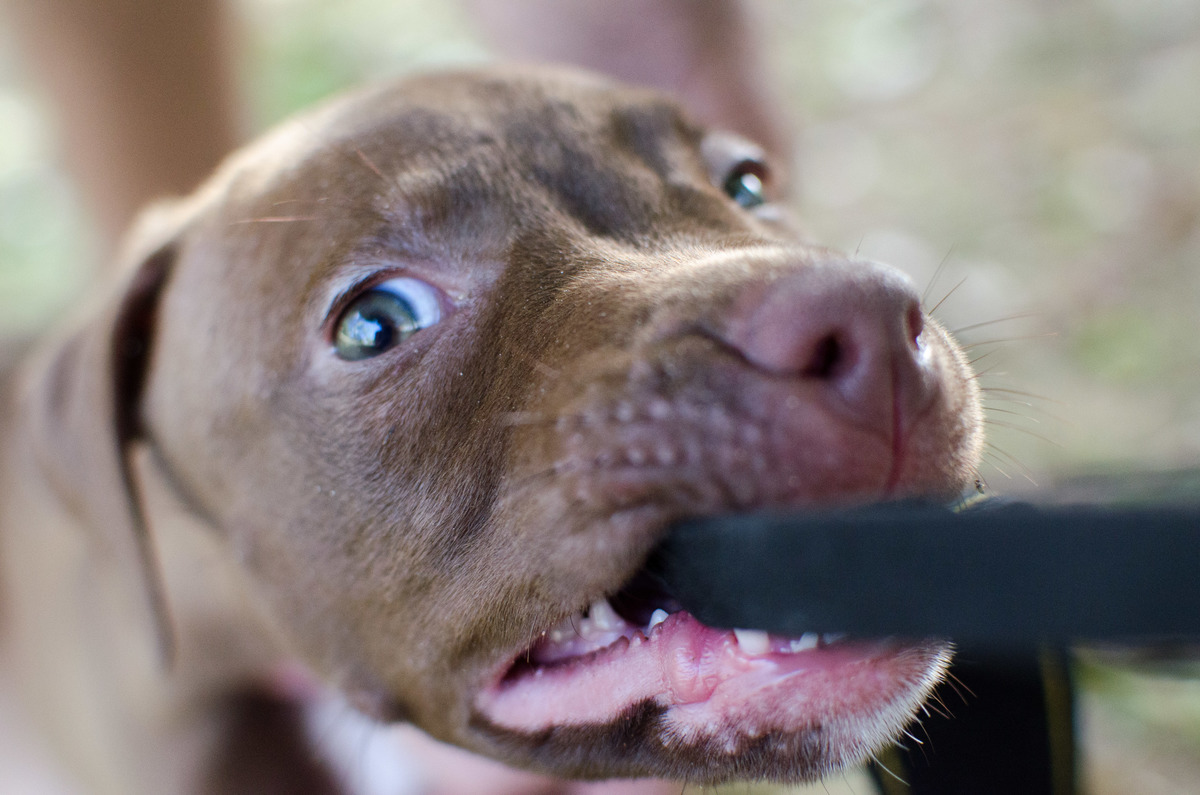 Ensaio Pet em Natal/RN, Fotografia Pet em Natal/RN