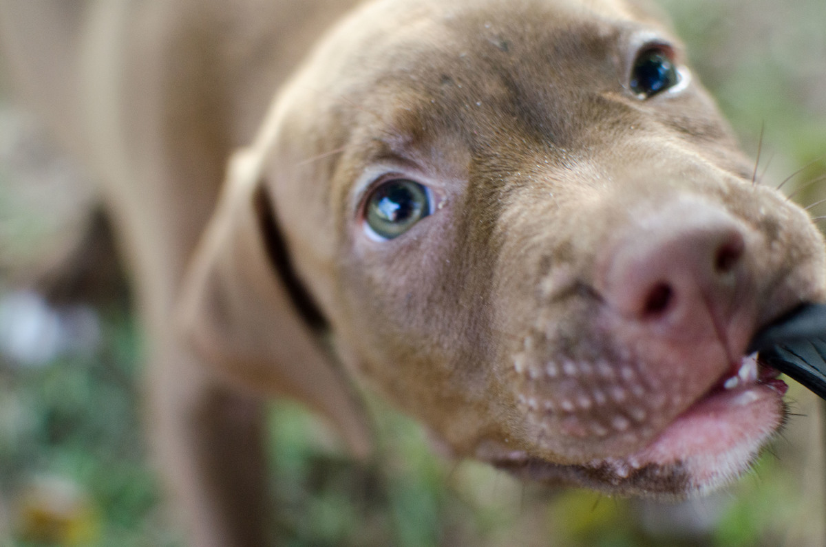 Ensaio Pet em Natal/RN, Fotografia Pet em Natal/RN