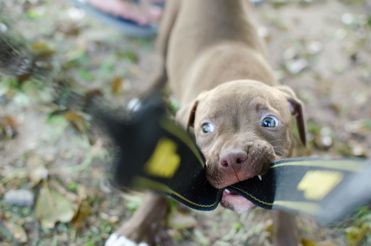 Ensaio Pet em Natal/RN, Fotografia Pet em Natal/RN
