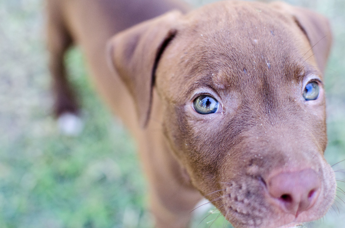 Ensaio Pet em Natal/RN, Fotografia Pet em Natal/RN