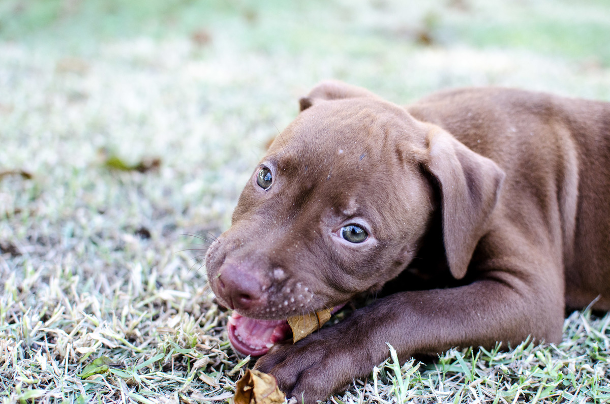 Ensaio Pet em Natal/RN, Fotografia Pet em Natal/RN