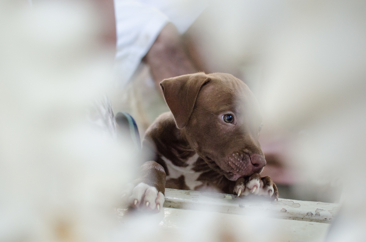 Ensaio Pet em Natal/RN, Fotografia Pet em Natal/RN