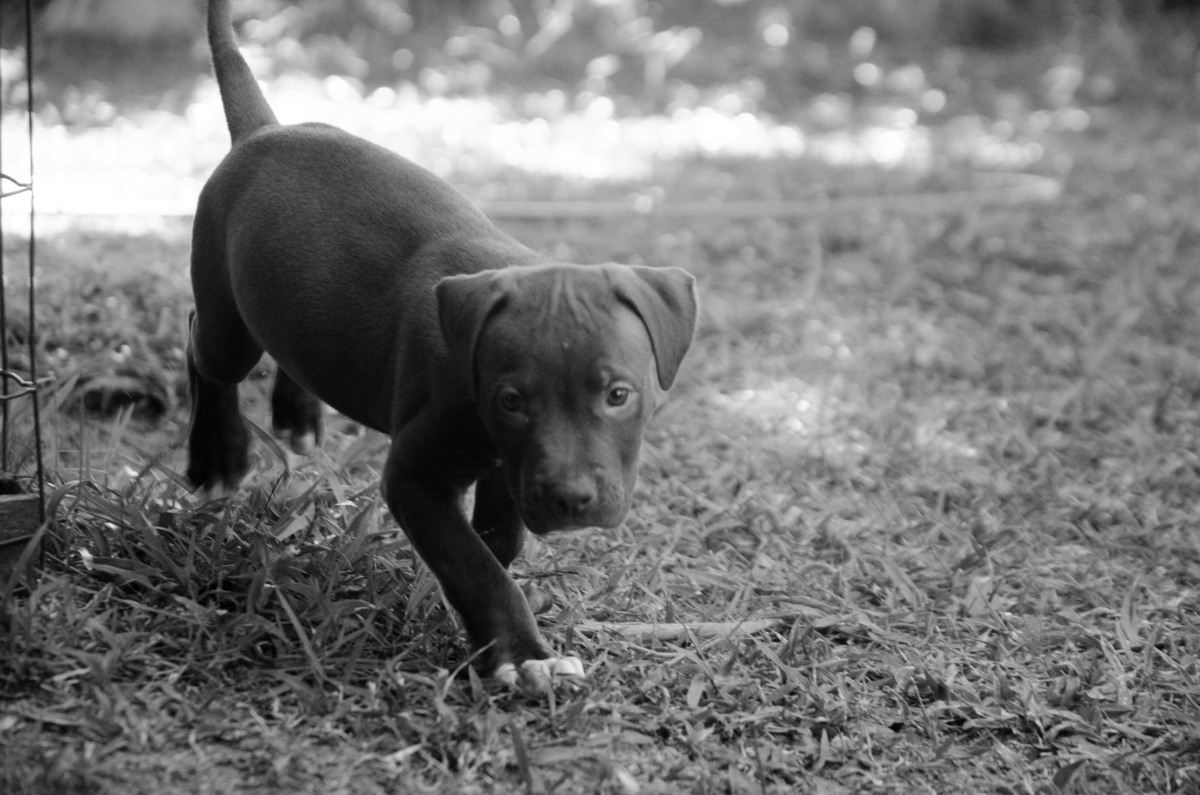 Ensaio Pet em Natal/RN, Fotografia Pet em Natal/RN