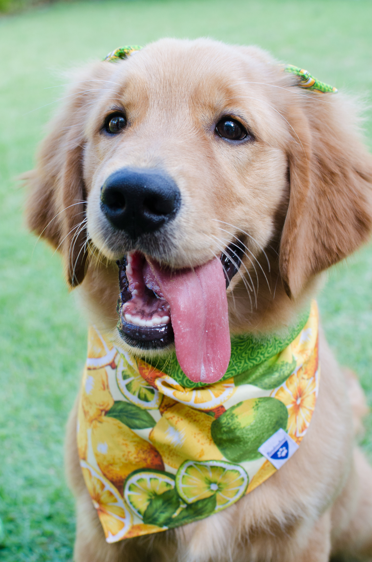 Ensaio Pet em Natal/RN, Fotografia Pet em Natal/RN, Fotografia para marcas pet em Natal/RN