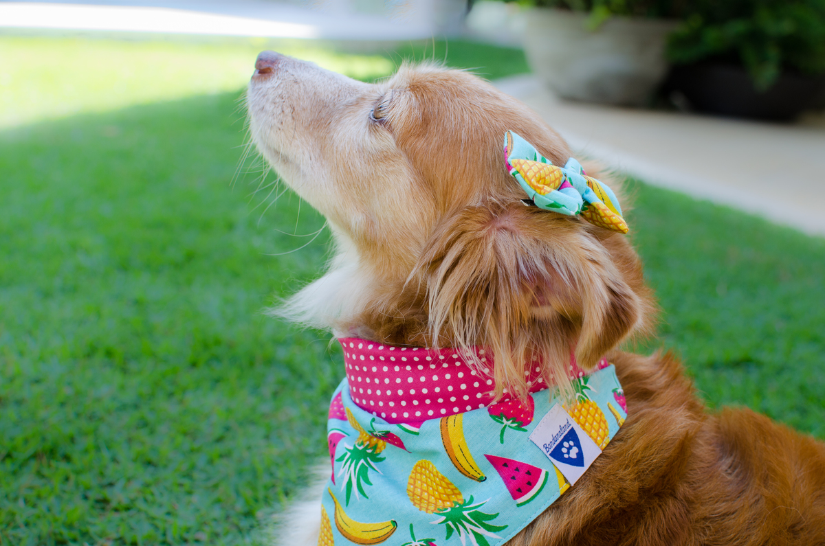 Ensaio Pet em Natal/RN, Fotografia Pet em Natal/RN, Fotografia para marcas pet em Natal/RN