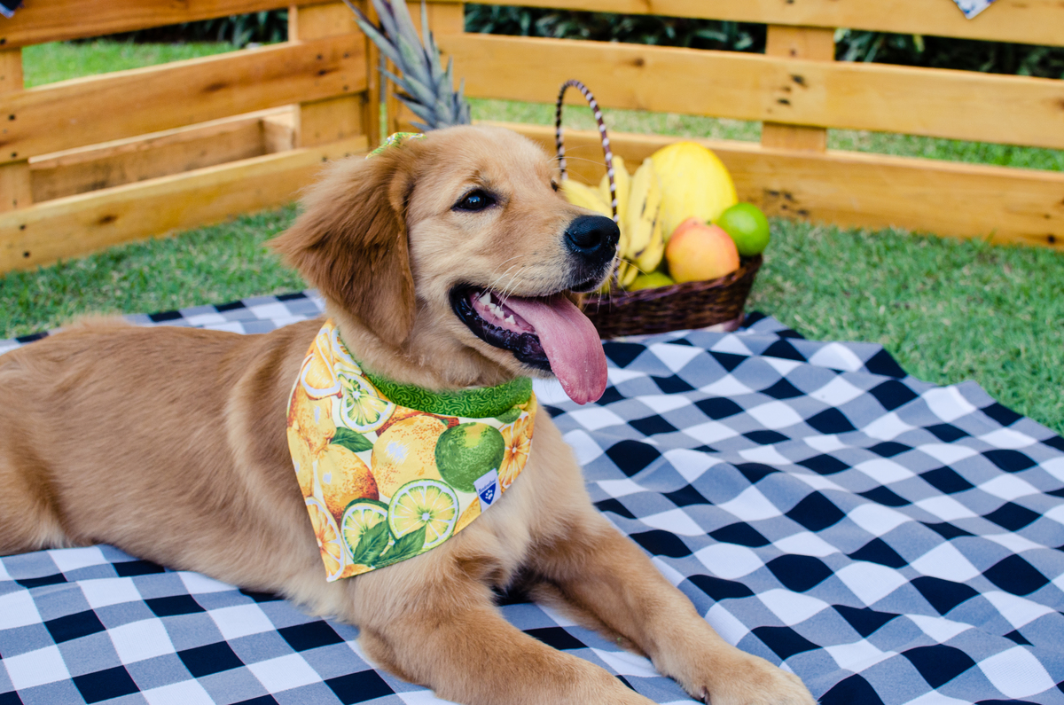 Ensaio Pet em Natal/RN, Fotografia Pet em Natal/RN, Fotografia para marcas pet em Natal/RN