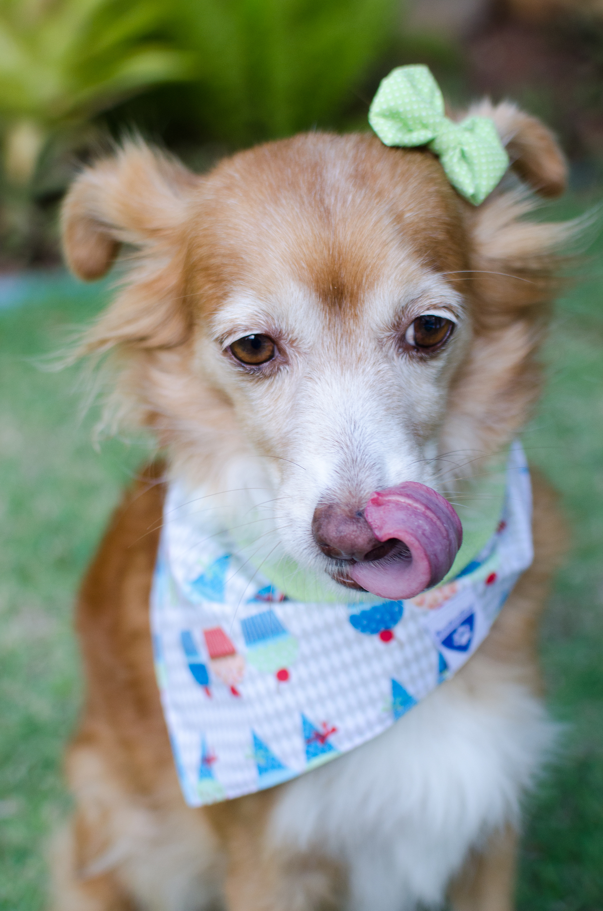 Ensaio Pet em Natal/RN, Fotografia Pet em Natal/RN, Fotografia para marcas pet em Natal/RN