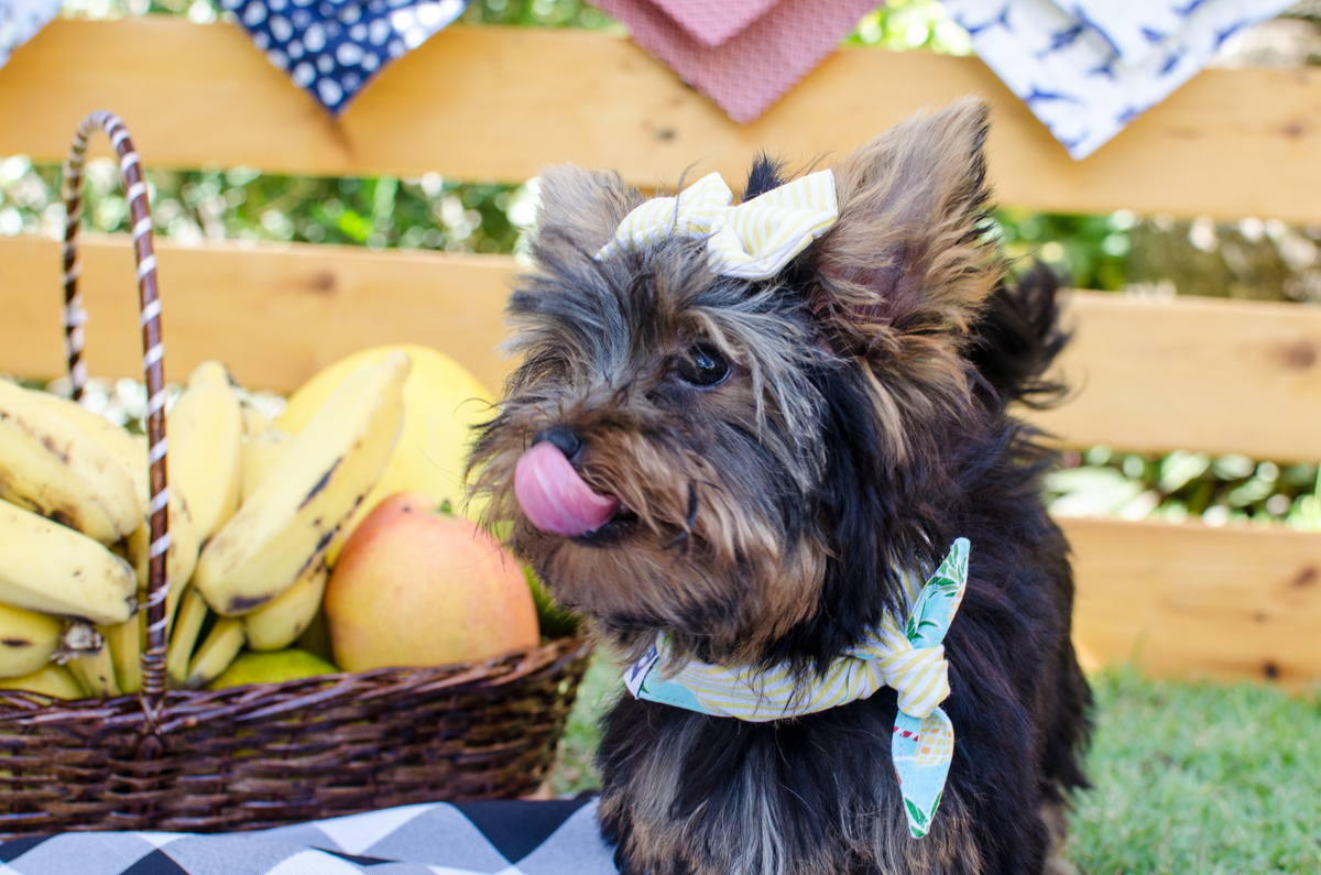 Ensaio Pet em Natal/RN, Fotografia Pet em Natal/RN, Fotografia para marcas pet em Natal/RN