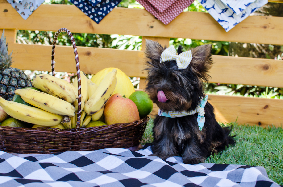 Ensaio Pet em Natal/RN, Fotografia Pet em Natal/RN, Fotografia para marcas pet em Natal/RN