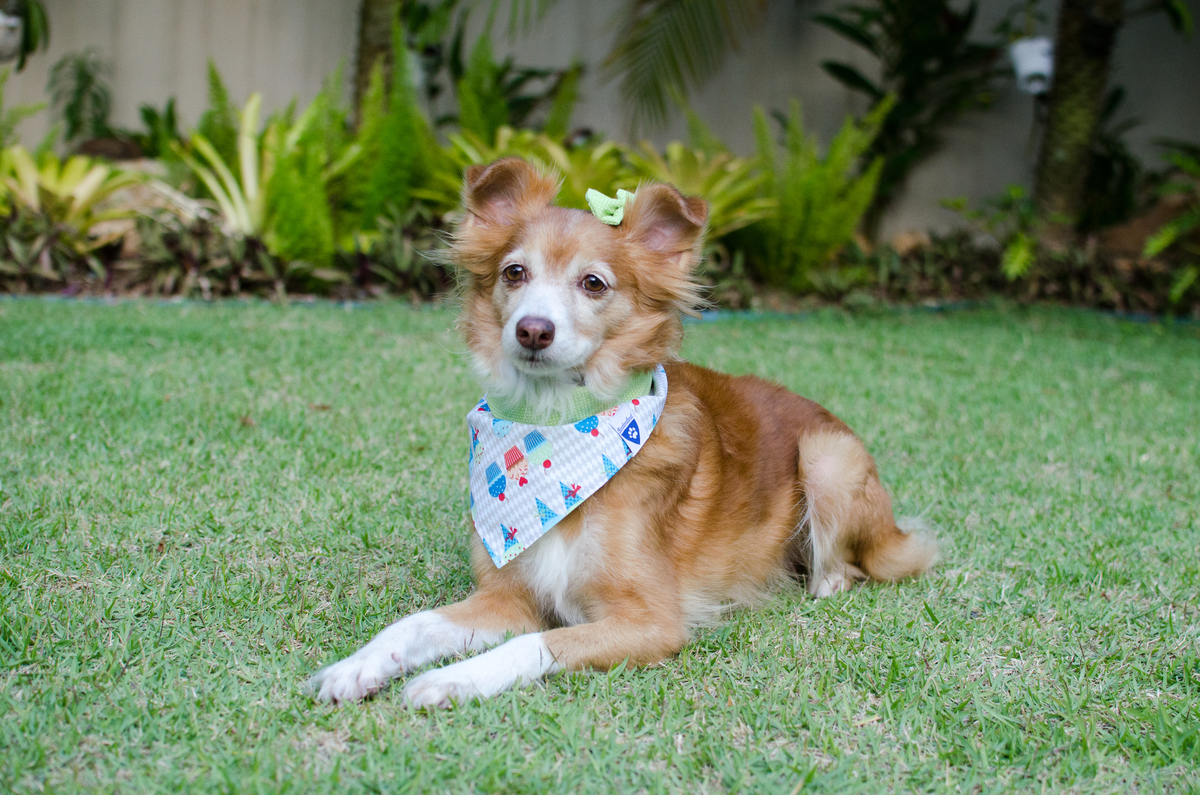 Ensaio Pet em Natal/RN, Fotografia Pet em Natal/RN, Fotografia para marcas pet em Natal/RN