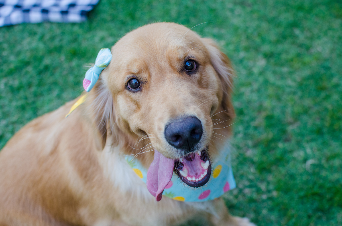 Ensaio Pet em Natal/RN, Fotografia Pet em Natal/RN, Fotografia para marcas pet em Natal/RN