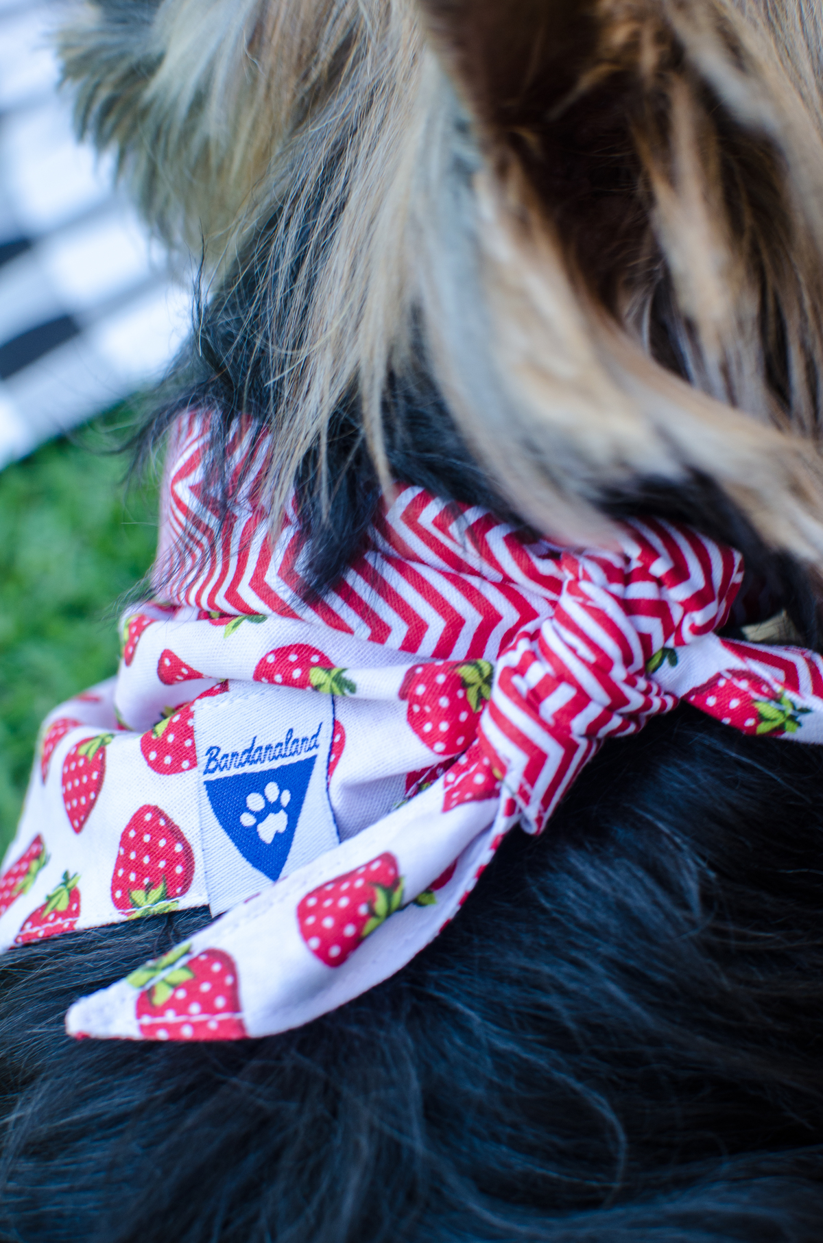 Ensaio Pet em Natal/RN, Fotografia Pet em Natal/RN, Fotografia para marcas pet em Natal/RN