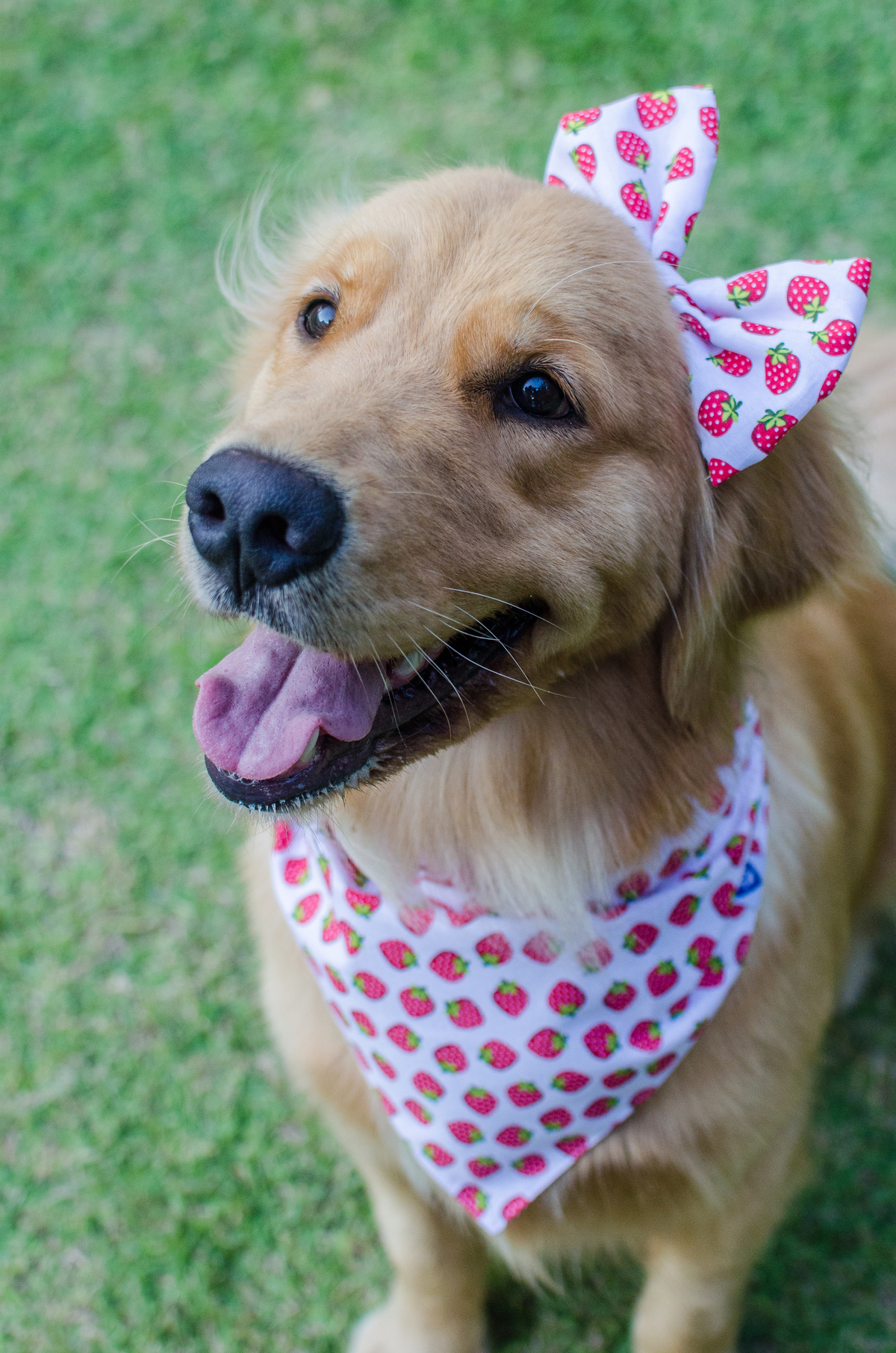 Ensaio Pet em Natal/RN, Fotografia Pet em Natal/RN, Fotografia para marcas pet em Natal/RN