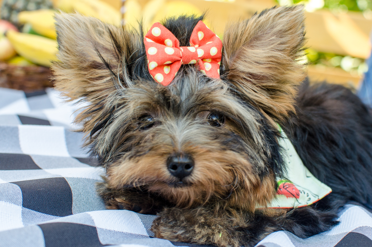 Ensaio Pet em Natal/RN, Fotografia Pet em Natal/RN, Fotografia para marcas pet em Natal/RN