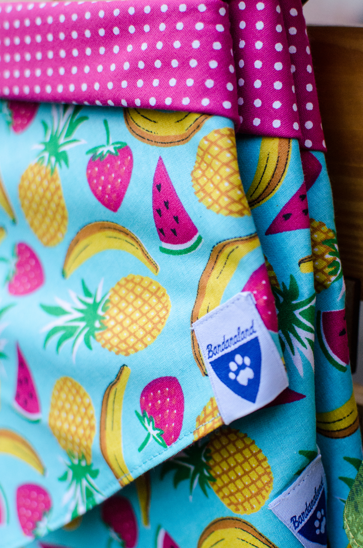 Ensaio Pet em Natal/RN, Fotografia Pet em Natal/RN, Fotografia para marcas pet em Natal/RN