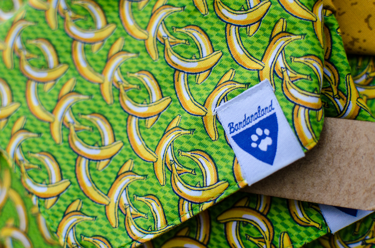 Ensaio Pet em Natal/RN, Fotografia Pet em Natal/RN, Fotografia para marcas pet em Natal/RN