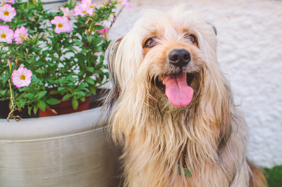Ensaio Pet em Natal/RN, Fotografia Pet em Natal/RN