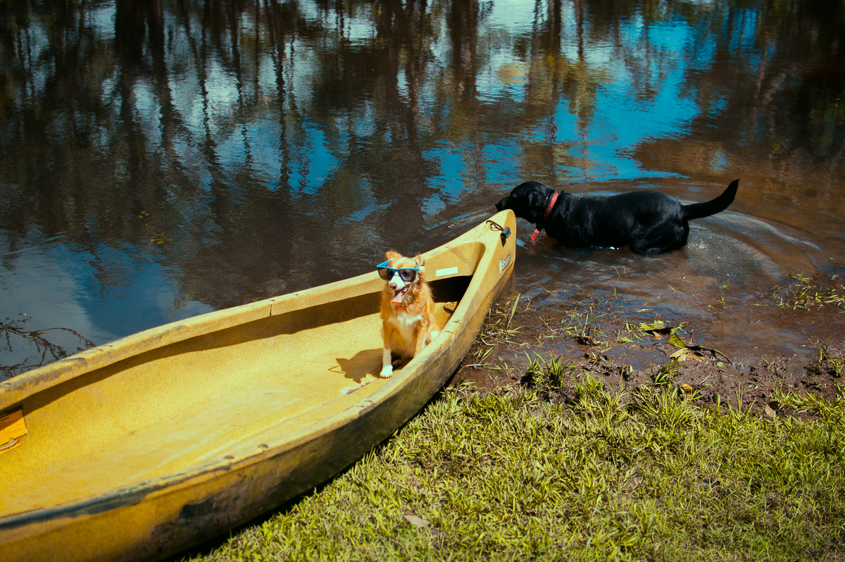 Ensaio Pet em Natal/RN, Fotografia Pet em Natal/RN, Ensaio externo