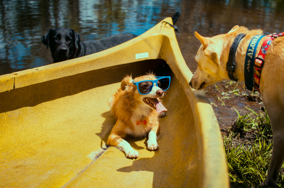 Ensaio Pet em Natal/RN, Fotografia Pet em Natal/RN, Ensaio externo