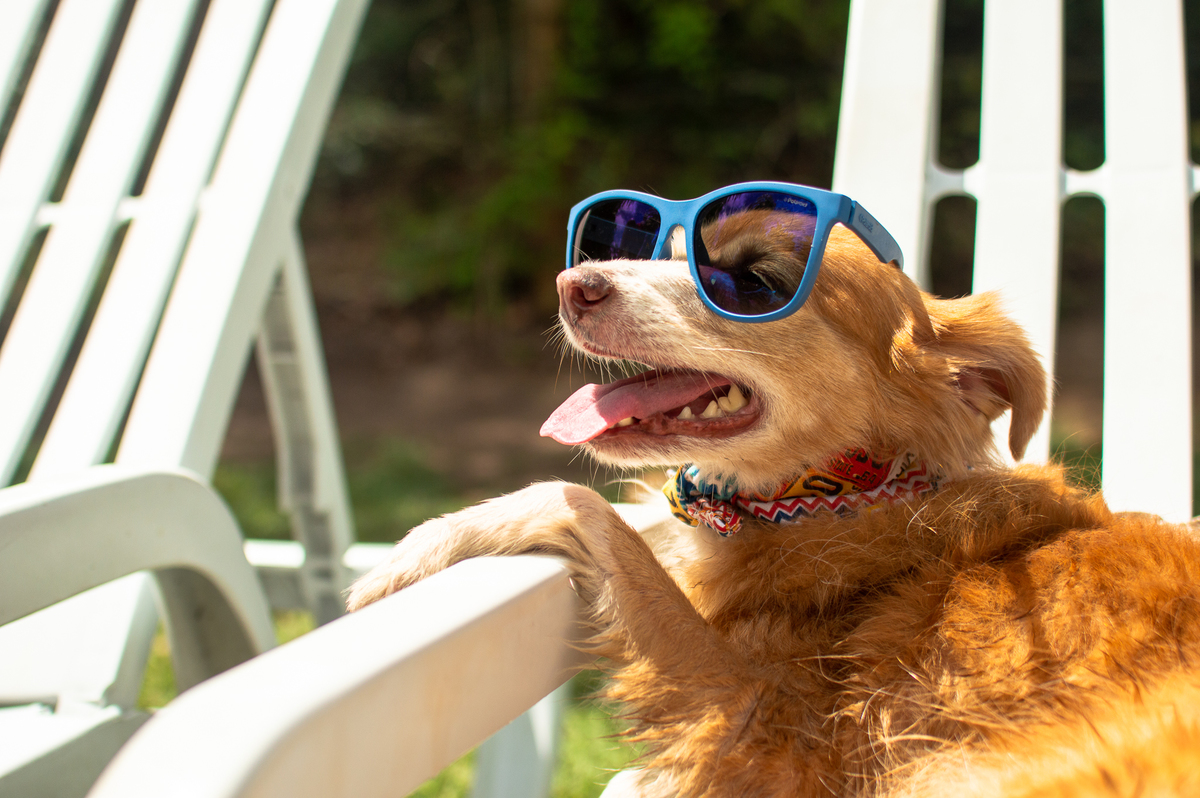 Ensaio Pet em Natal/RN, Fotografia Pet em Natal/RN, Ensaio externo