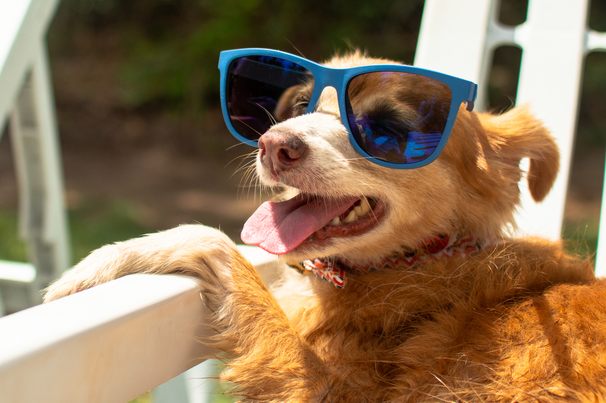 Ensaio Pet em Natal/RN, Fotografia Pet em Natal/RN, Ensaio externo