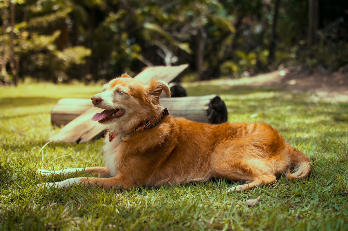 Ensaio Pet em Natal/RN, Fotografia Pet em Natal/RN, Ensaio externo