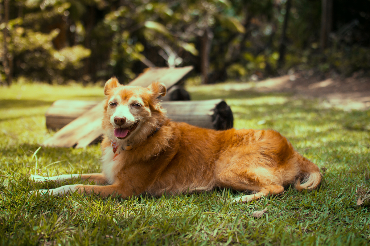 Ensaio Pet em Natal/RN, Fotografia Pet em Natal/RN, Ensaio externo