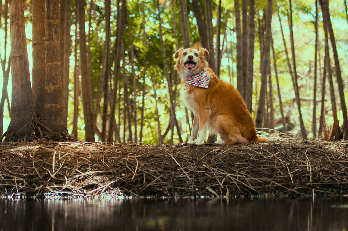 Ensaio Pet em Natal/RN, Fotografia Pet em Natal/RN, Ensaio externo