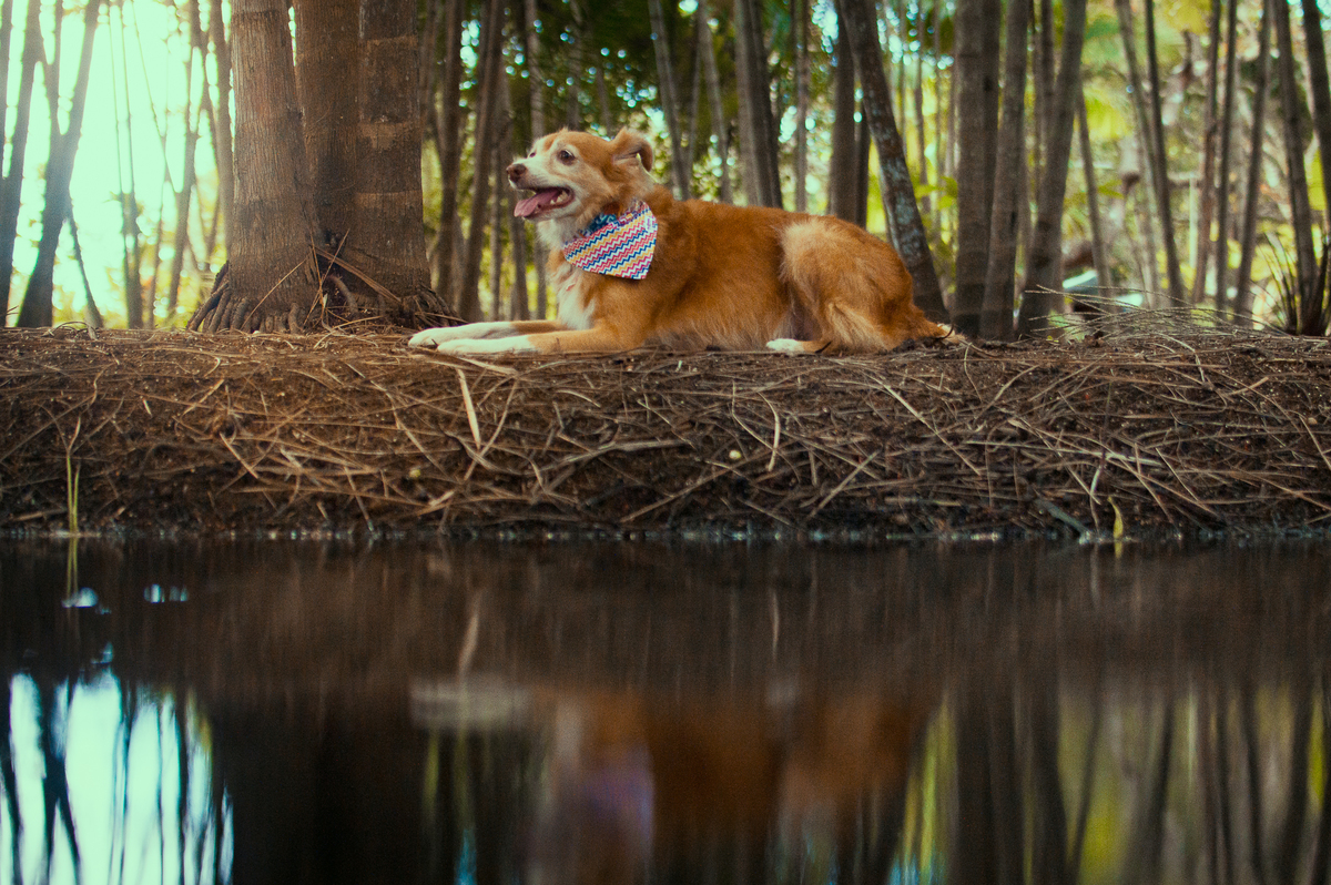 Ensaio Pet em Natal/RN, Fotografia Pet em Natal/RN, Ensaio externo