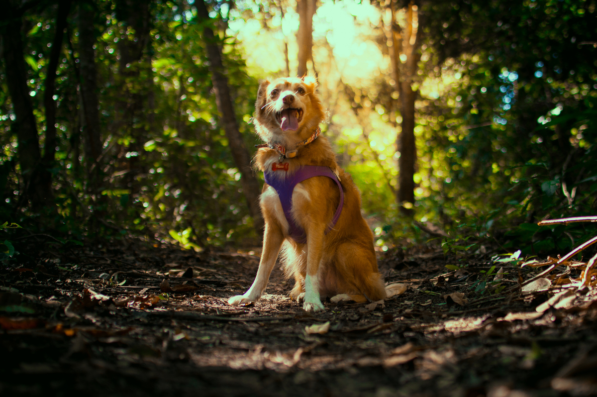 Ensaio Pet em Natal/RN, Fotografia Pet em Natal/RN, Ensaio externo