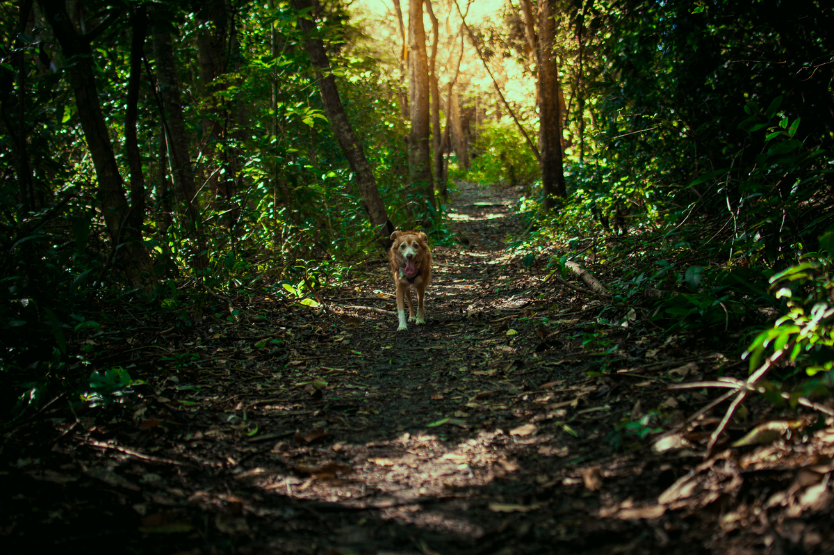 Ensaio Pet em Natal/RN, Fotografia Pet em Natal/RN, Ensaio externo