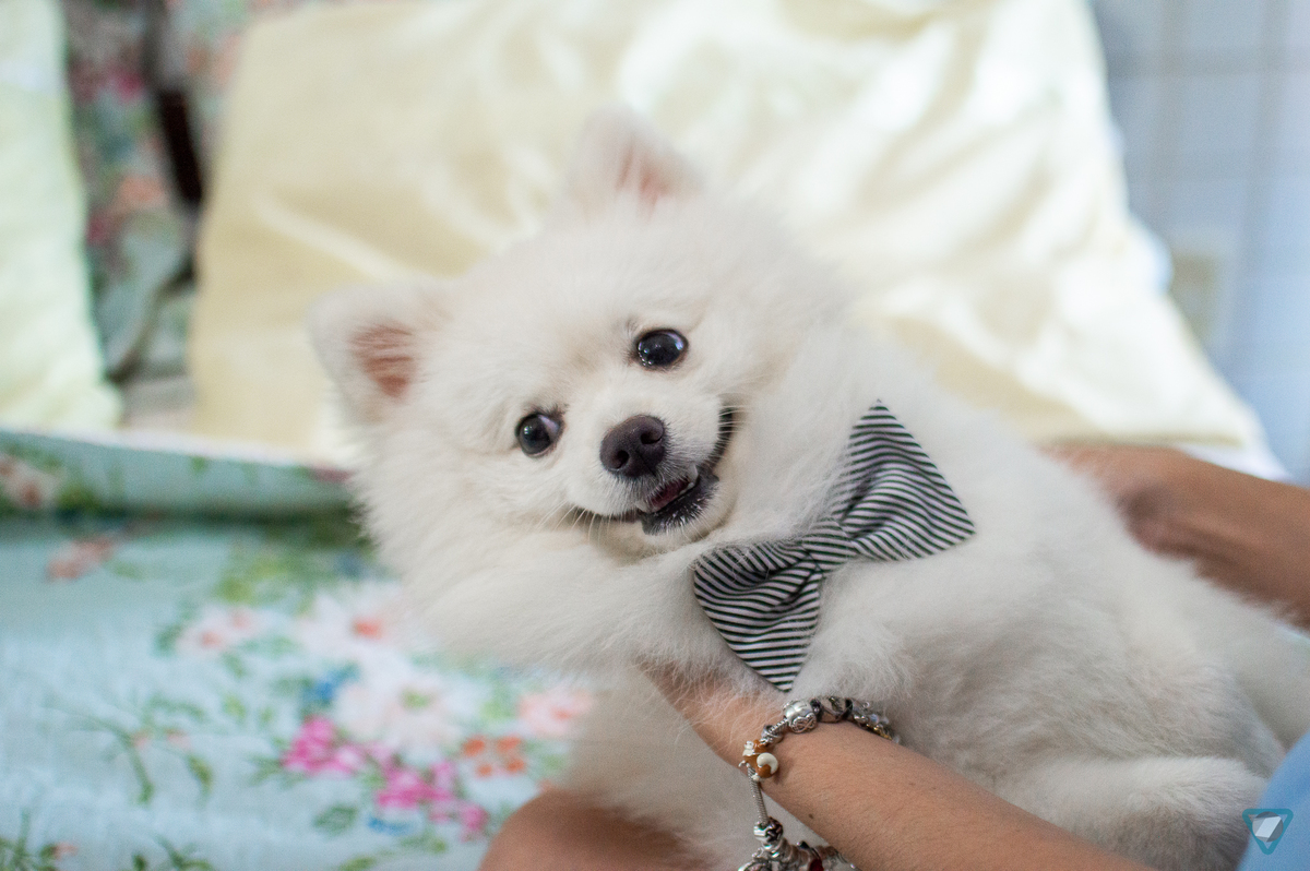 Ensaio Pet em Natal/RN, Fotografia Pet em Natal/RN, Ensaio Lifestyle em Natal/RN