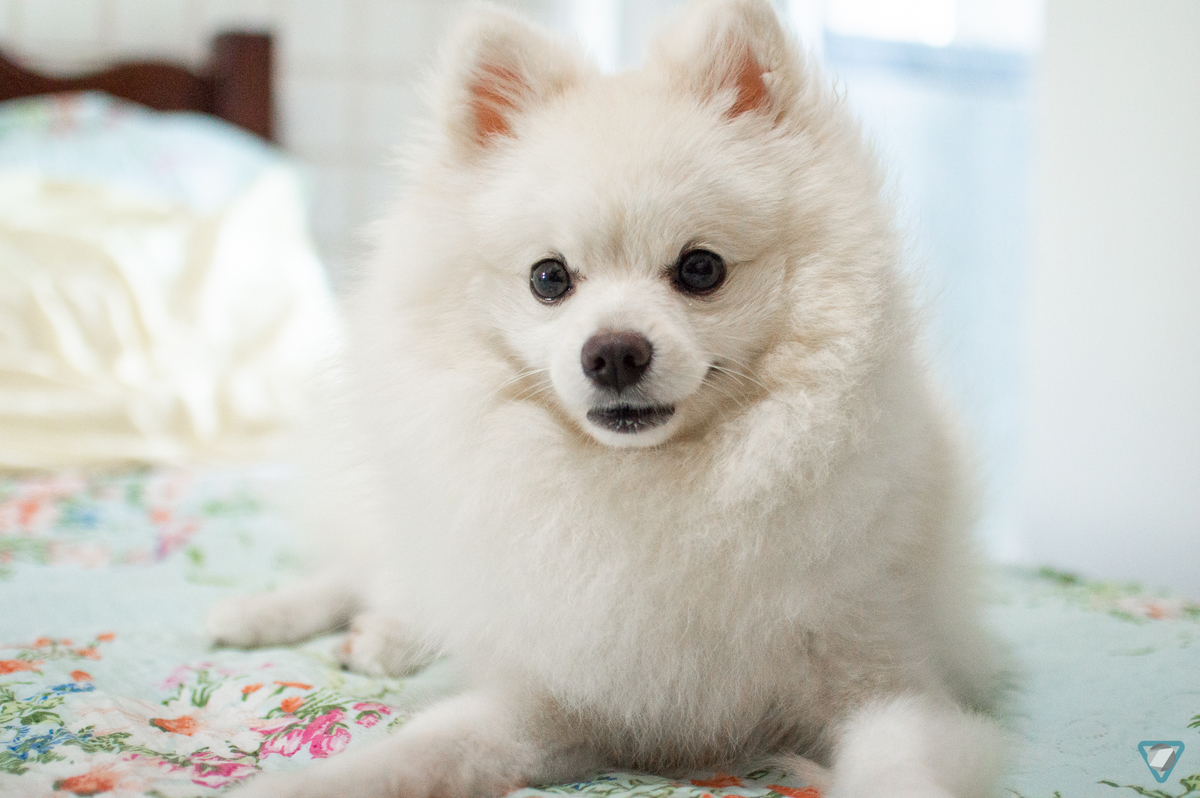 Ensaio Pet em Natal/RN, Fotografia Pet em Natal/RN, Ensaio Lifestyle em Natal/RN