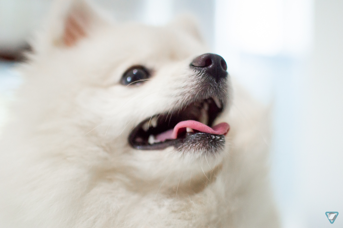 Ensaio Pet em Natal/RN, Fotografia Pet em Natal/RN, Ensaio Lifestyle em Natal/RN